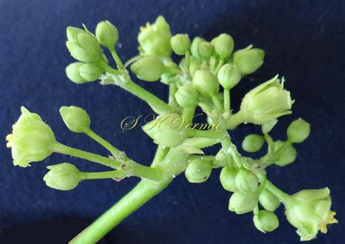  Inflorescence